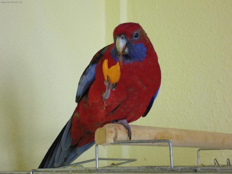 Foto: Papoušek Figo-toto je rozela penant a je to náš mazlíček