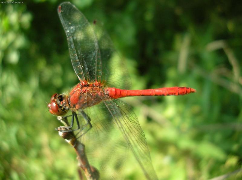 Foto: Red Baron-Postrach ov�d�, much a kom�r�.