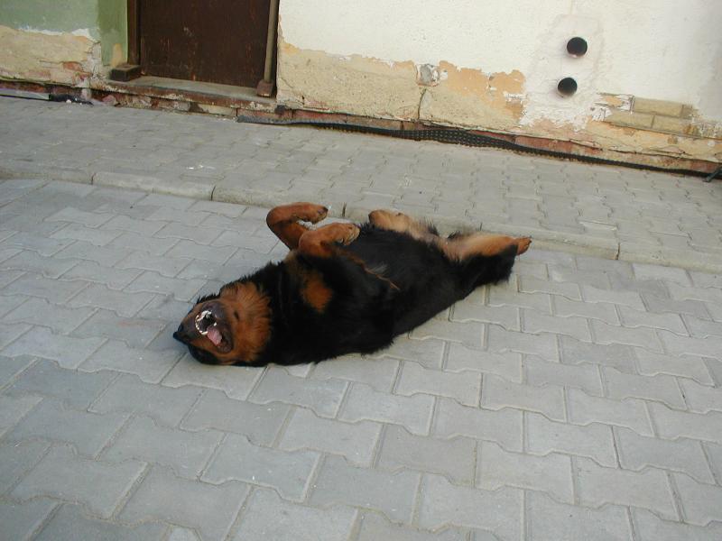 Foto: Sanny -desetiměsíční štěně-cha..cha..cha......smíchy se nemůzu ani udržet