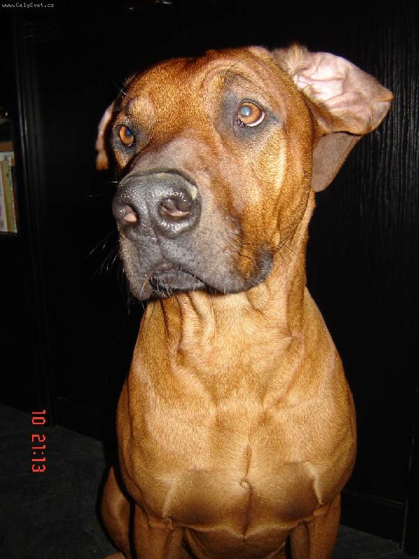 Foto: rhod�sk� ridgeback-��patn� sly��m