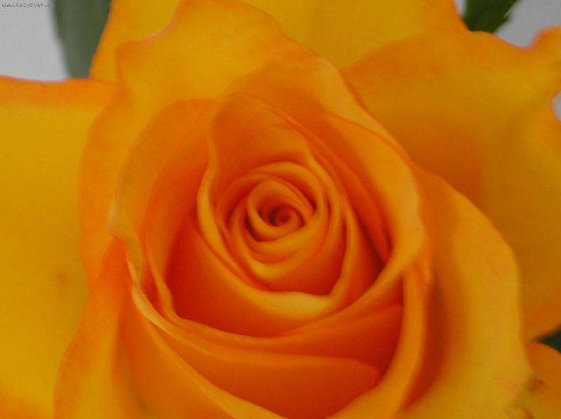 Foto: R��i�ka...-...kr�sn�. ne??