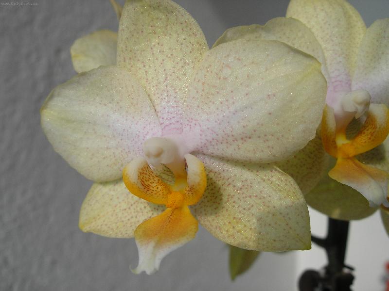 Foto: květ Orchideje-detail květu