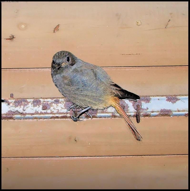 Foto: nachytali pt��ka...-focen� za �pln� tmy