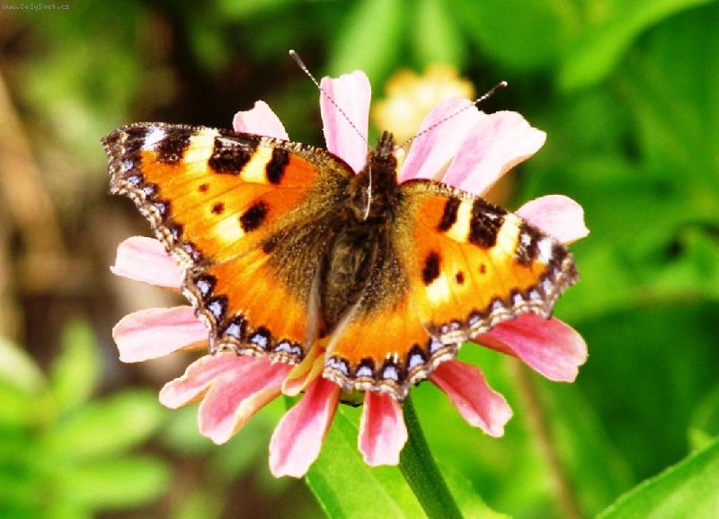 Foto: Motýl-Křehká krása