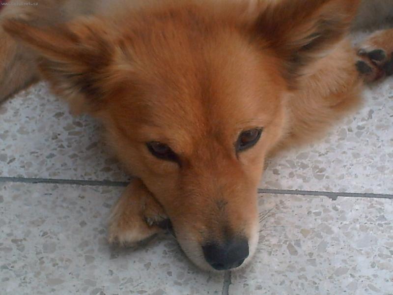 Foto: Sn�n�-Sn�m o...