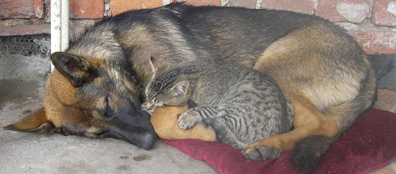 Foto: o pejskovi a ko�i�ce