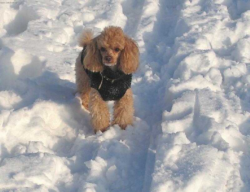 Foto: Sn�h a zima,to je moje.