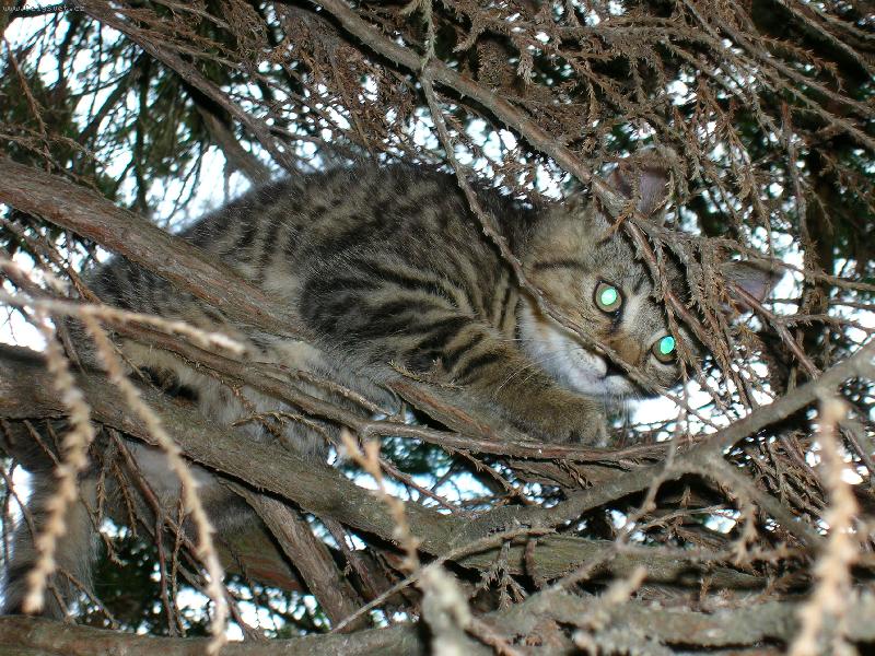 Foto: Na strom� je mi nejl�pe