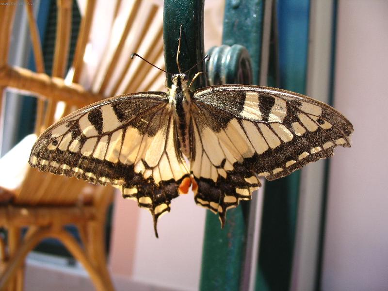 Foto: Motýl