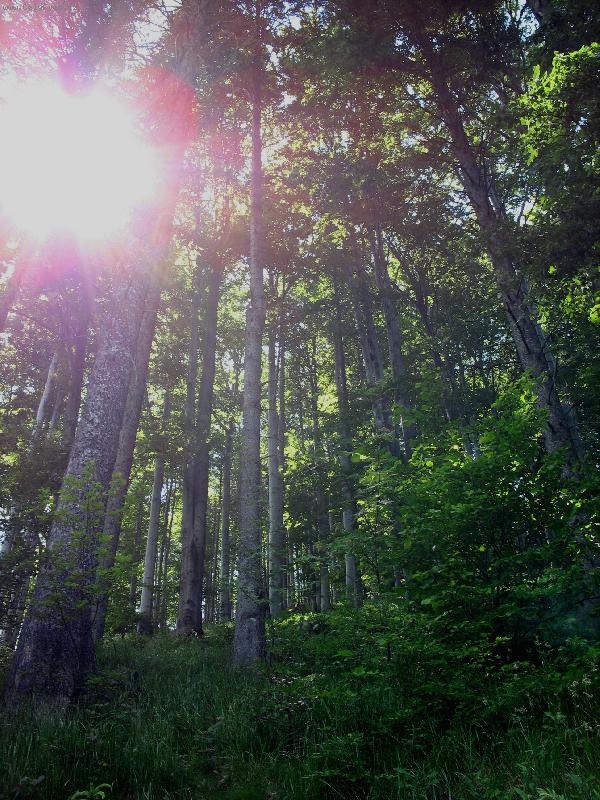 Foto: bukový les na Čeladné