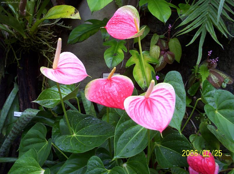 Foto: Růžová elegance-Botanická zahrada