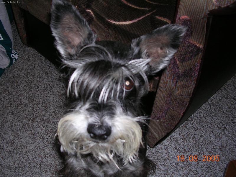 Foto: Pros�m, pros�m, smutn� kouk�m-Smutn� koukaj�c� mal� kn�ra�