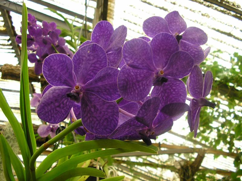 Foto: Orchidej z Madeiry