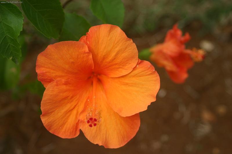 Foto: Ibi�tek I.-Ibi�tek