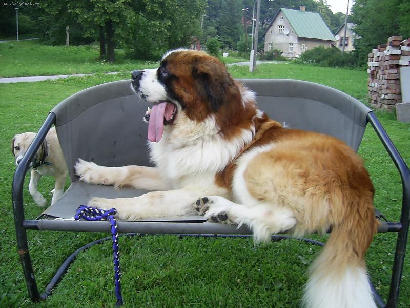 Foto: Pohoda v k�esle-N� Bucci si p�i grilov�n� nejv�c u��v� v tomto venkovn�m k�es�lku