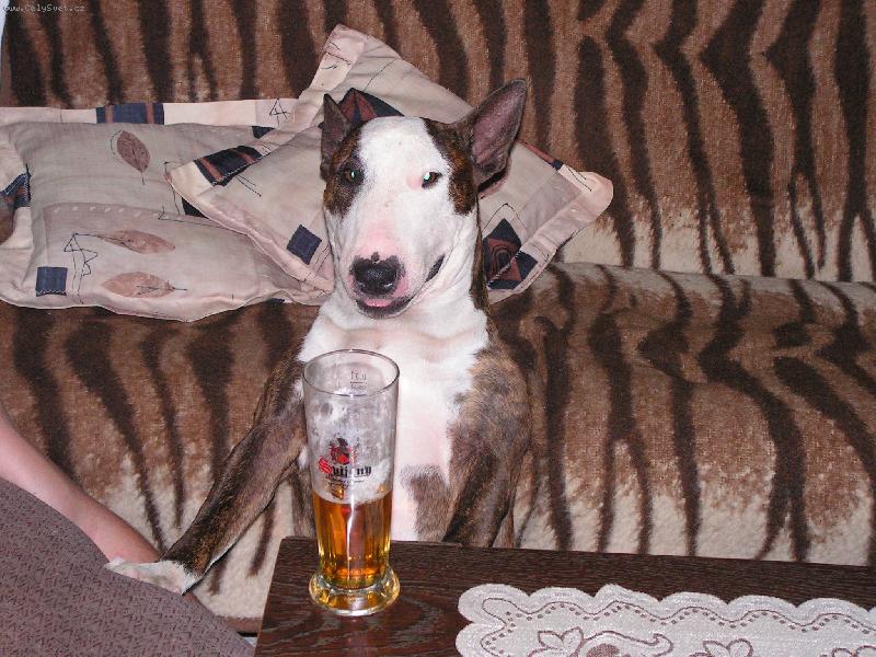 Foto: N�co dobr�ho p�ed span�m