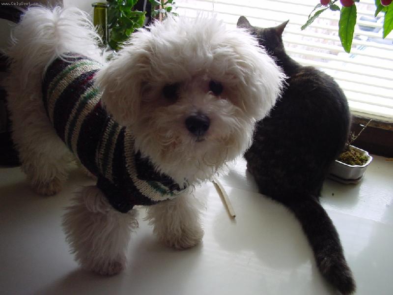 Foto: Jul�a modelka-J� m�m novej svetr, he�!a ty jen sv�j starej ko�ich...