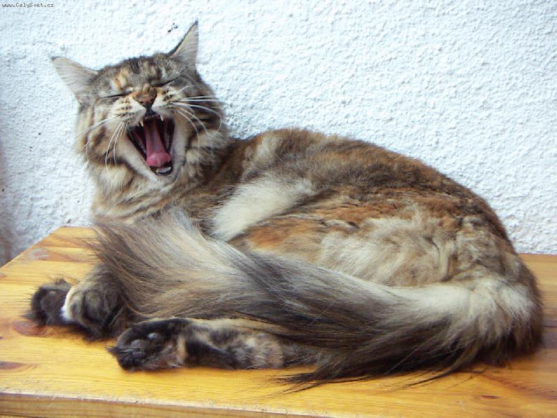 Foto: Nuda, nuda, šeď, šeď...-Kočka Žožo nemá hlad, kočka Žožo se nudí.