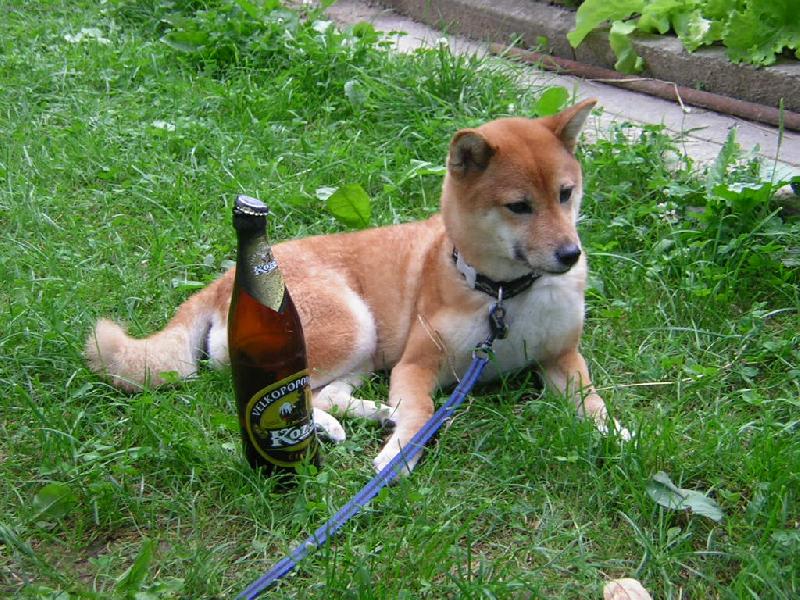 Foto: po po��dn� pr�ci orosen� odm�na