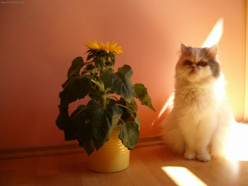 Foto: Zátiší-Babetka a slunečnice