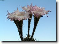 Gigantick� kv�ty kaktusu