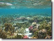 Ryba na kor�lov�m �tesu