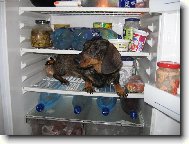 P��li� hork� l�to