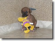 Destinka s Vil�kem