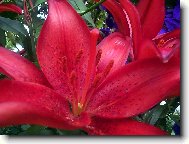 �erven� okouzlen�