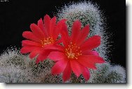 Kaktus��ova radost