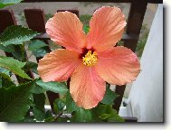 Ibi�ek oran�ov�