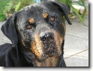 "brut�ln�" Nikita