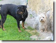 West�k Benn��ek a jeho bodyguard rotwajlerka Nellynka