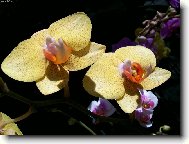 orchidej flora