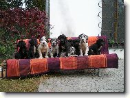 H�dejte , kolik n�s tu je...? No 10 dogou�k�