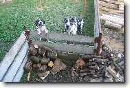 Dva �ebr�ci pod oknem