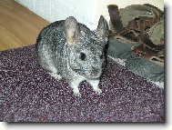 �in�ila Beru�ka