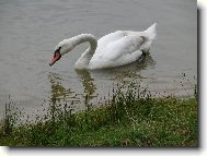 labu� na p�ehrad�