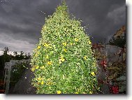 Thurnbergie - �ernook� Zuzana