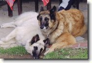 Belgick� ov��k-Tervueren a B�l� Gris