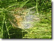 Duha chycen� v pavu�in�