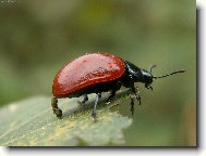 Chycena p�i �inu:)