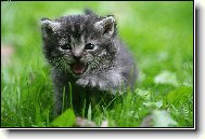 lev� prav� j� se to snad nikdy nenau��m!