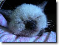 britsk� colorpoint