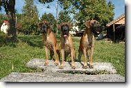 N�MECK� DOGA