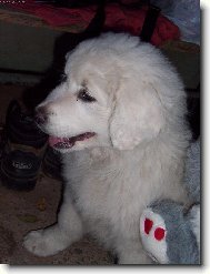 Car z Borov�ho hr�dku