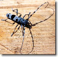 F�za� alpsk� 2