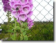 n�prstn�k a �mel�k