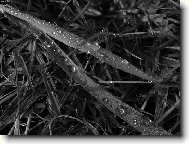 lep�� ne� rann� k�va