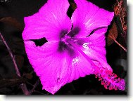 Odm�na za celoro�n� starost